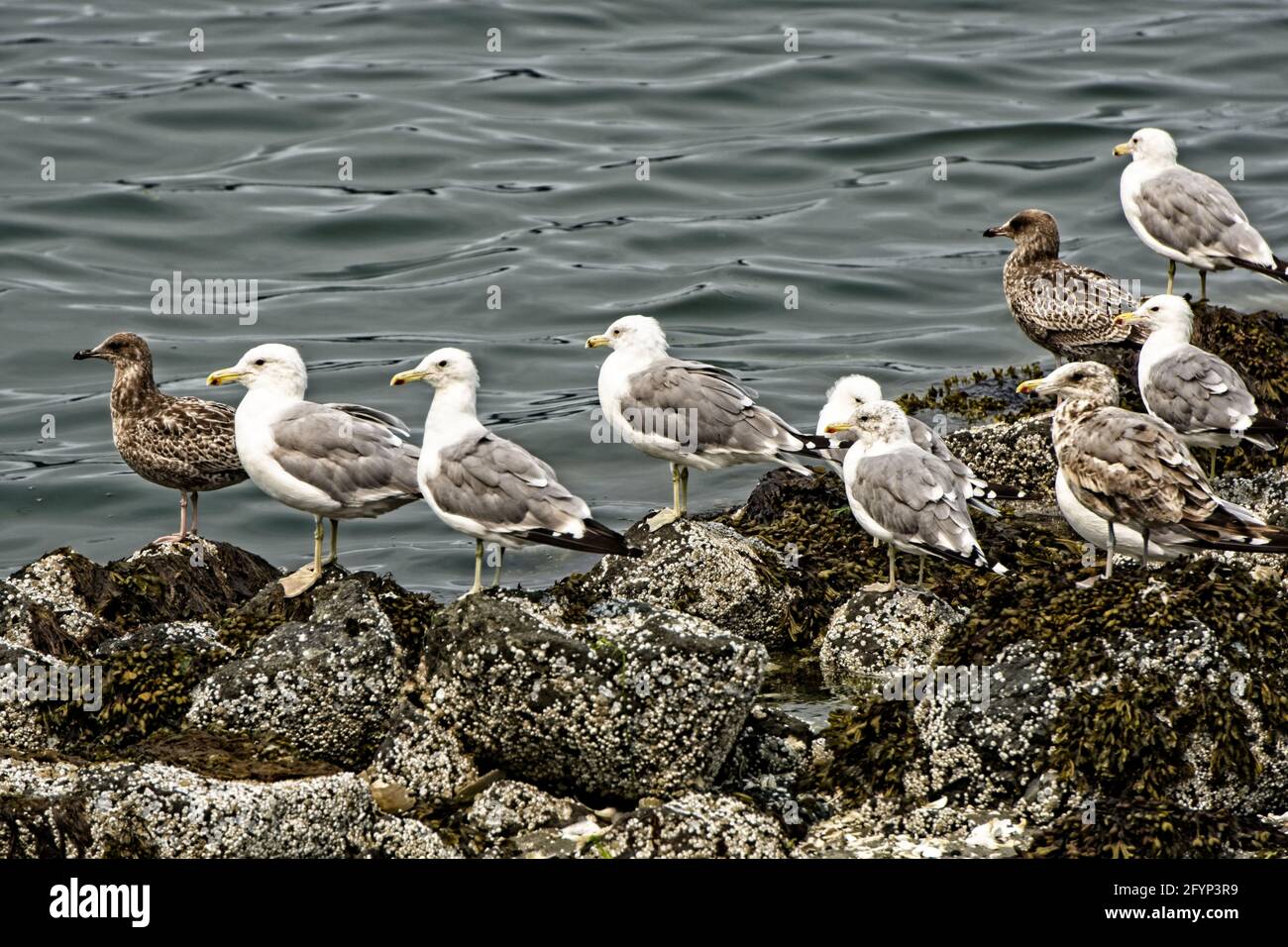 And The Crowd Cheers! - Some seagulls on the rocks at Neah Bay Stock Photo