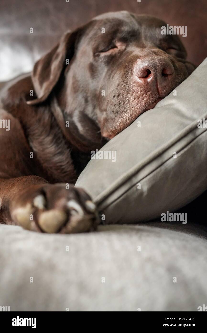 Closeup view of a cute Chocolate Labrador pet dog sleeping on a sofa at home with head resting comfortable on a soft grey cushion Stock Photo