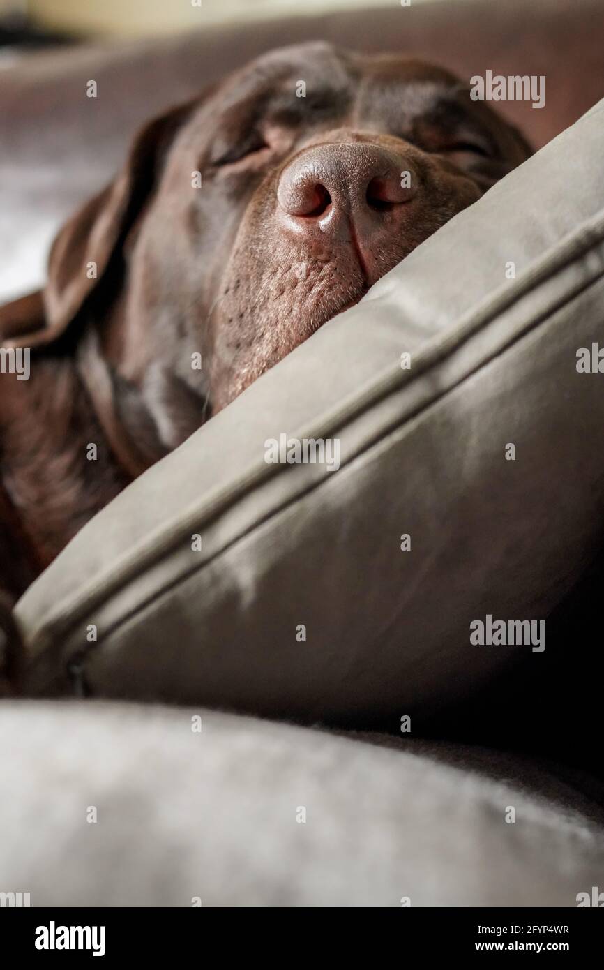 Closeup view of a cute Chocolate Labrador pet dog sleeping on a sofa at home with head resting comfortable on a soft grey cushion Stock Photo
