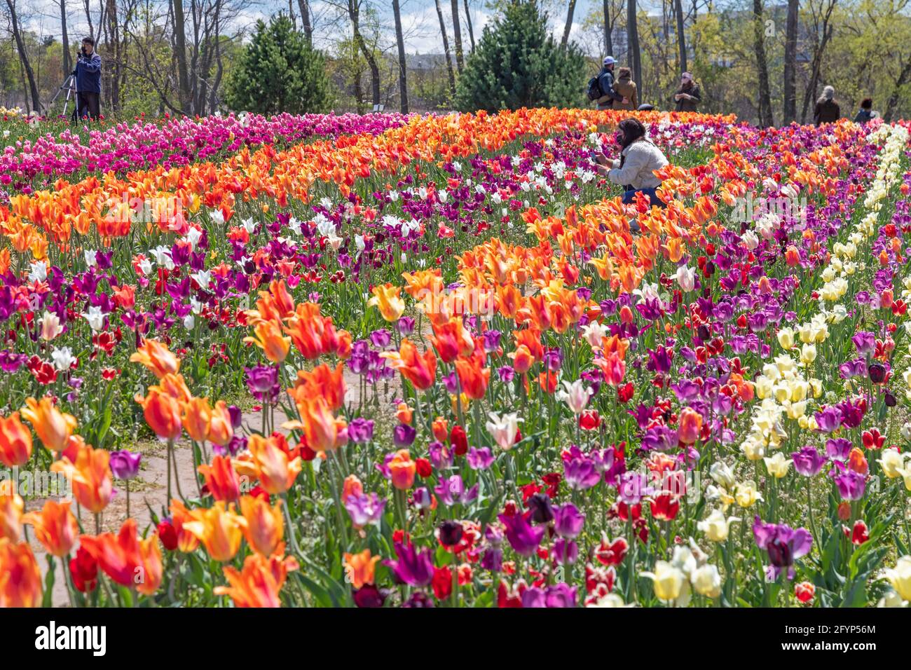 Holland, Michigan - Windmill Island Gardens, a city park, during Holland's spring tulip festival. The annual event celebrates the city's Dutch heritag Stock Photo