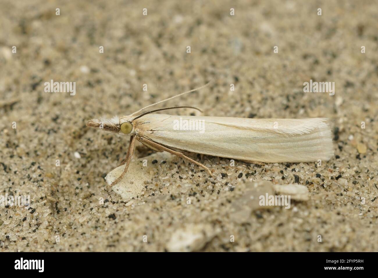Closeup shot of a white-colored Satin Grass-veneer on a brown sandy surface Stock Photo