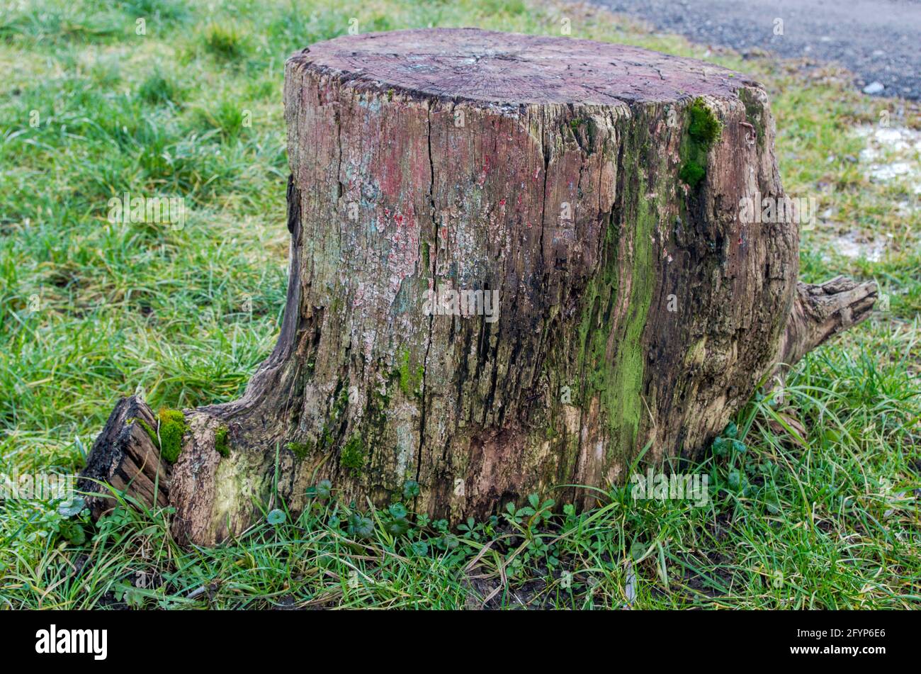 Brown-gray old stump with peeling bark, traces of moss and fungus, sticking out in middle of tufts of green grass near road with asphalt surface. Conc Stock Photo