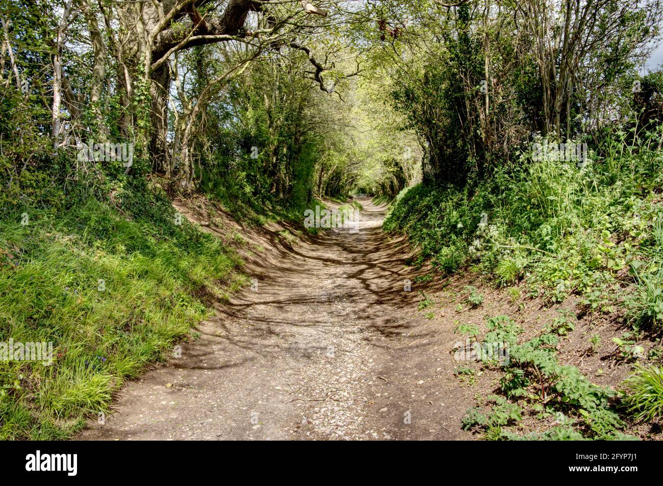 Halnaker tunnel of trees hires stock photography and images Alamy