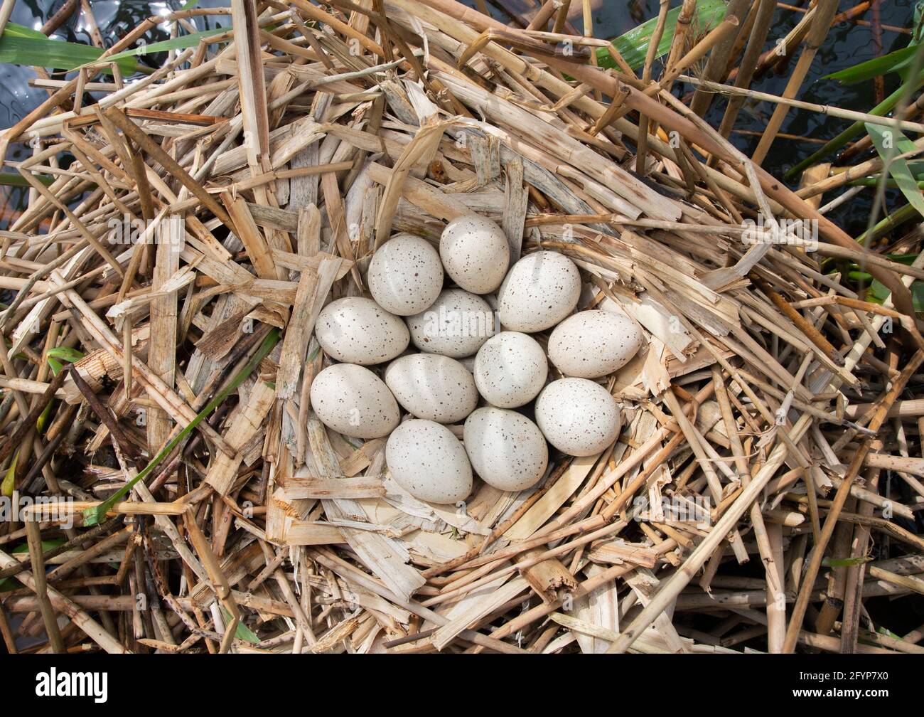 Common Coot, Fulica atra, with  twelve eggs in nest, Brent Reservoir, London, United Kingdom Stock Photo