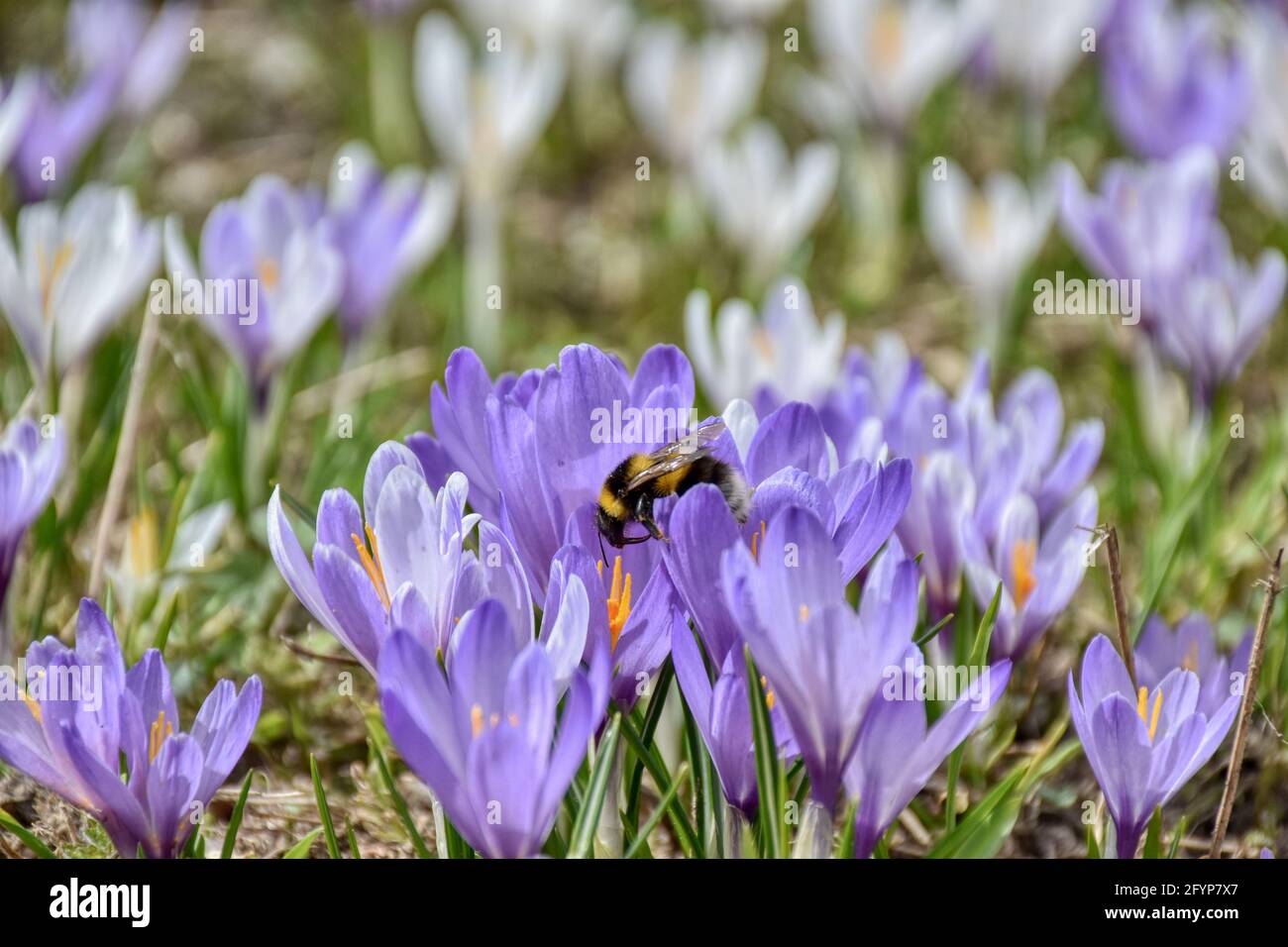 Hummel, Echte Biene, Gattung, Bombus, Biene, Honigbiene, fliegen, Frühling, bestäuben, Blüte, Blütenkelch, Blume, Krokus, Flügel, Wiese, Blumenwiese, Stock Photo
