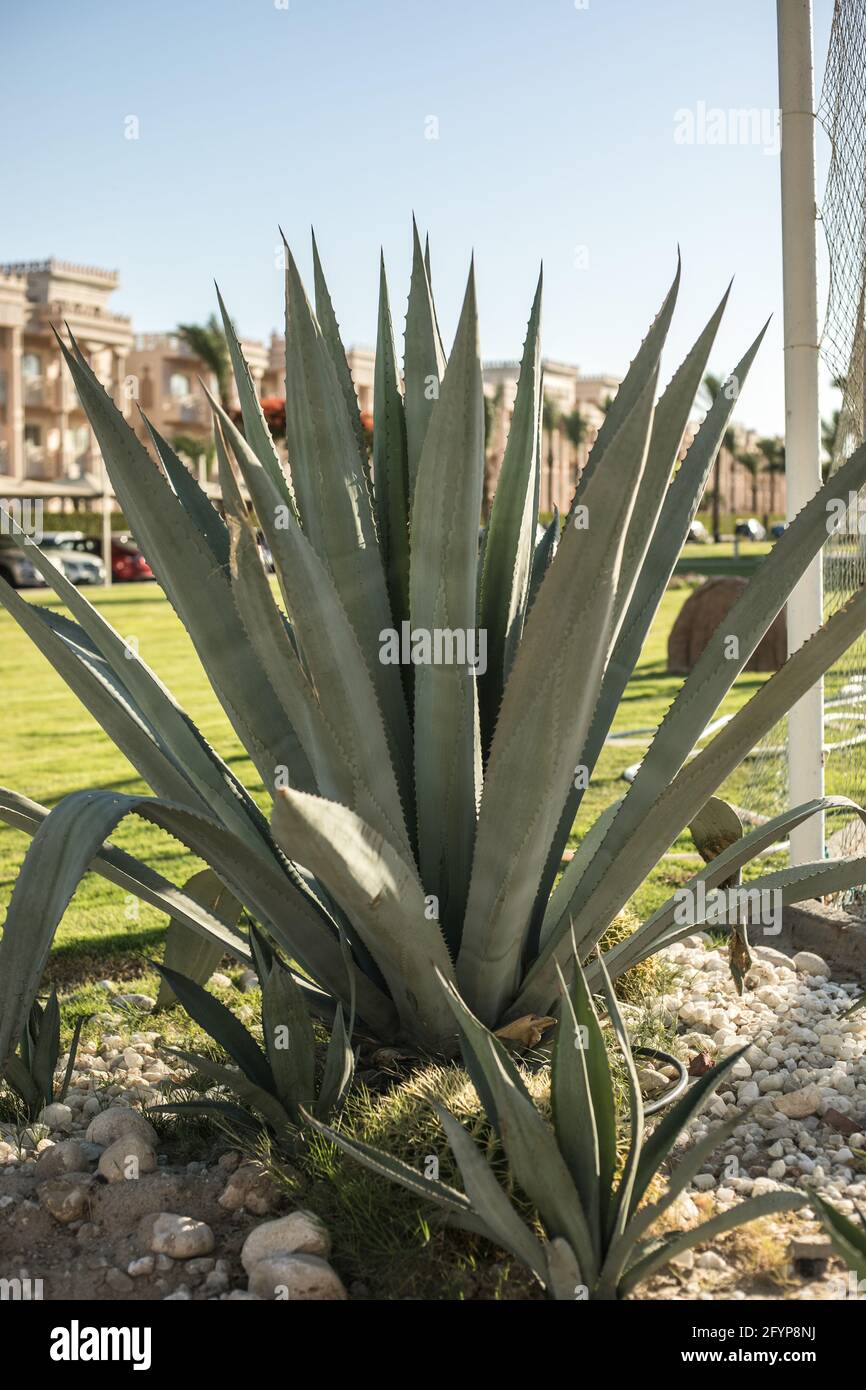 Agava is a genus of monocotyledonous plants of the subfamily Agave