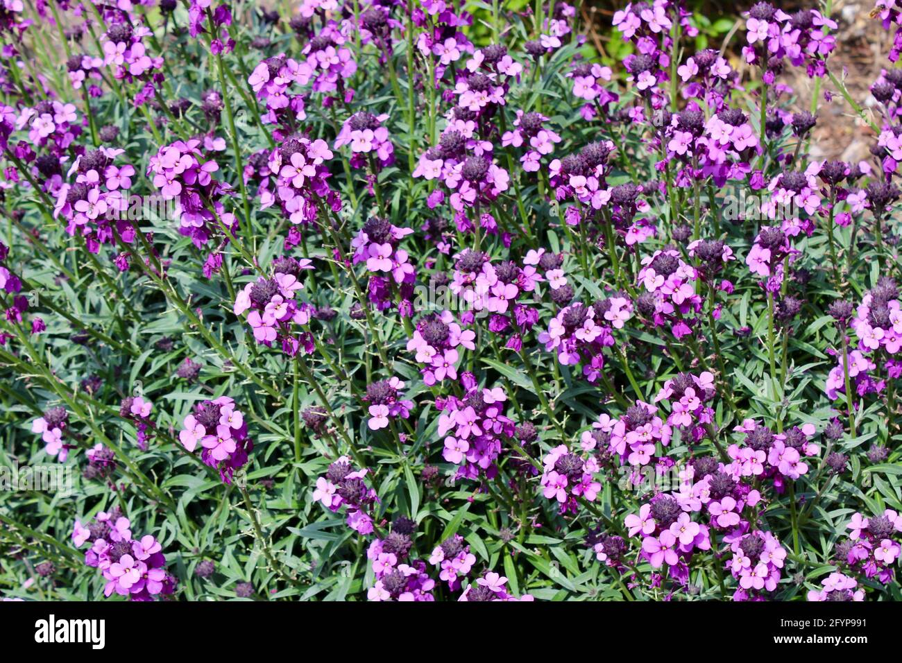 Purple perennial wallflower. Bowles mauve. Stock Photo