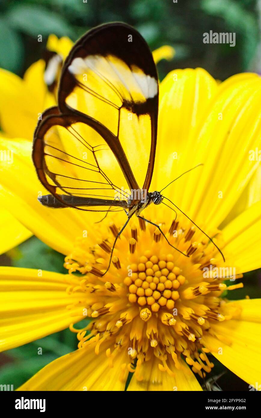 Butterfly outdoors hi-res stock photography and images - Alamy