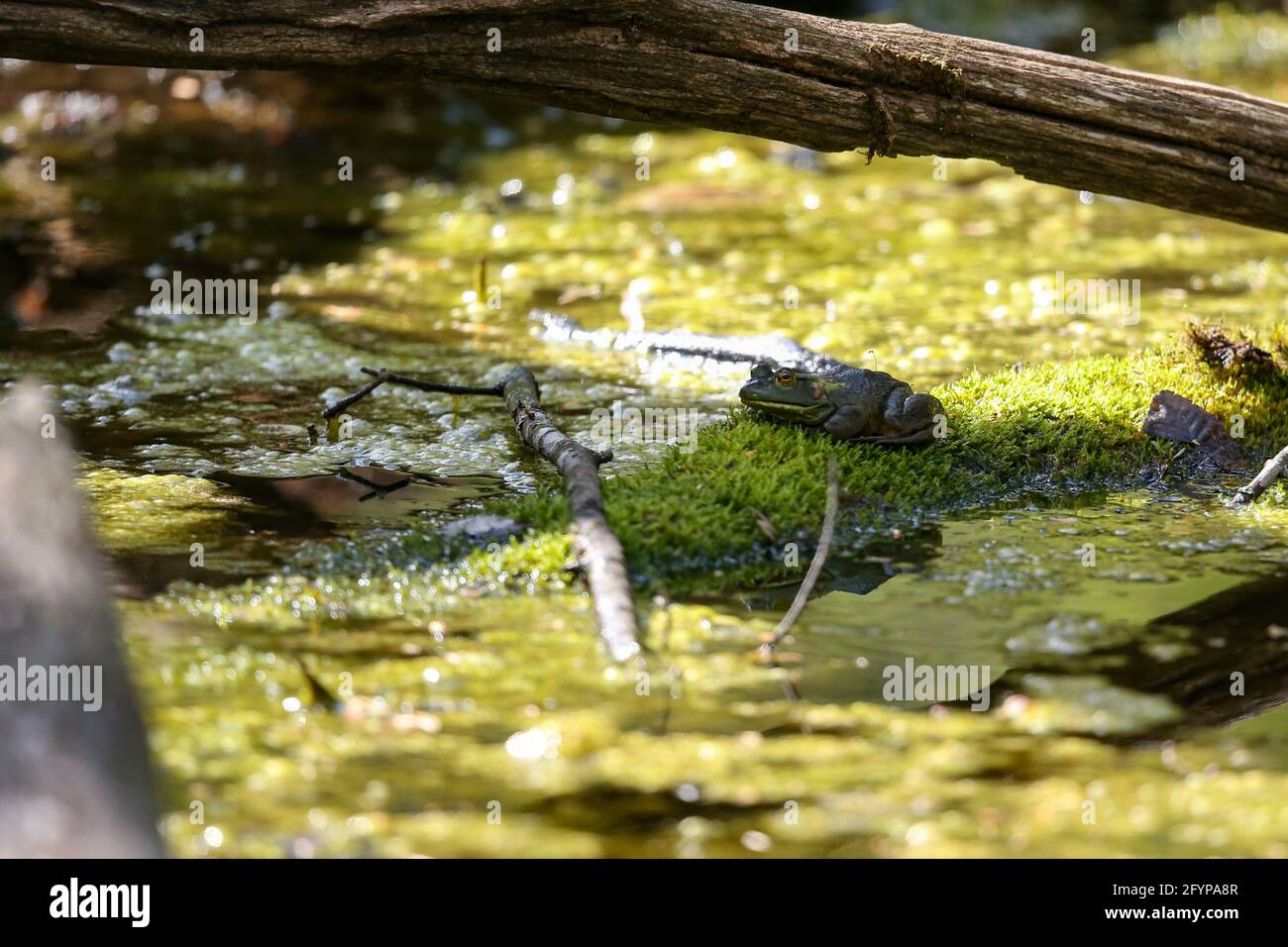 Frog sitting on moss in Pond. Luke Durda/Alamy Stock Photo