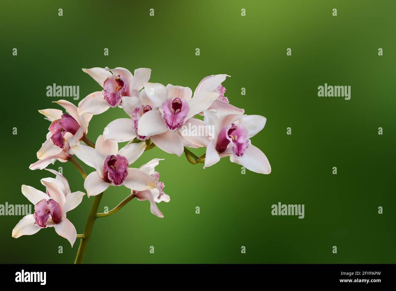 Pink colour Cymbidium , commonly known as boat orchid Stock Photo