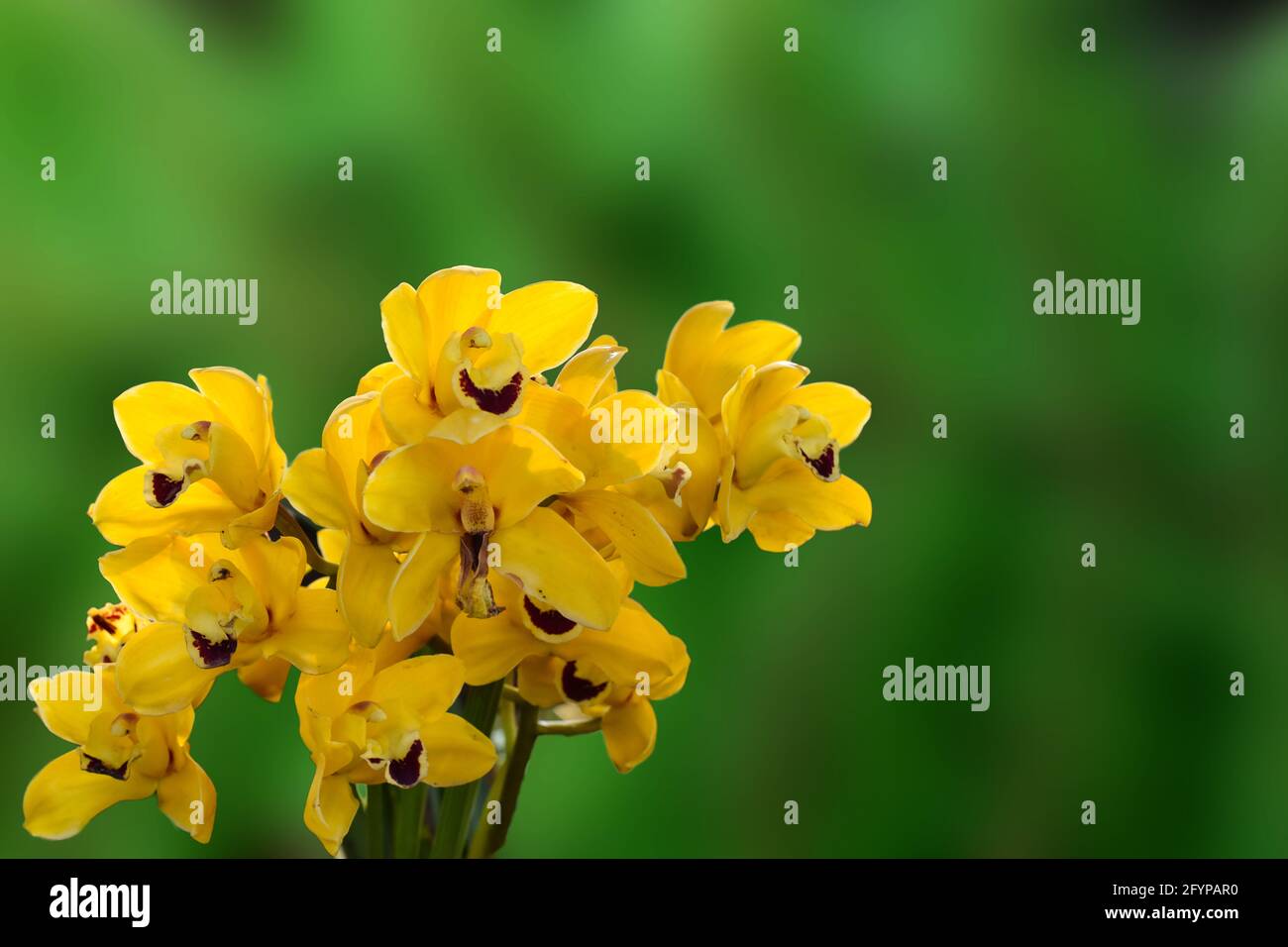 Yellow colour Cymbidium , commonly known as boat orchid Stock Photo