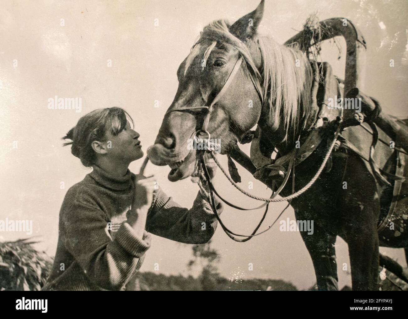 Germany - CIRCA 1930s: Female farmer and horse working on grain harvest. Shocks of grain in a field. Archive vintage black and white photography Stock Photo