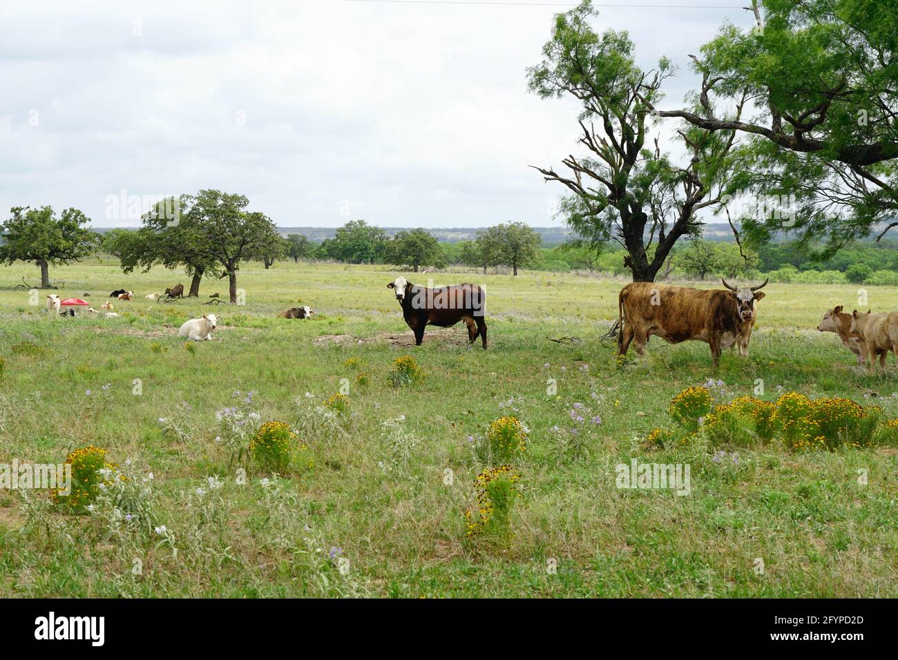 Grazing cattle near Menard, Texas Stock Photo Alamy