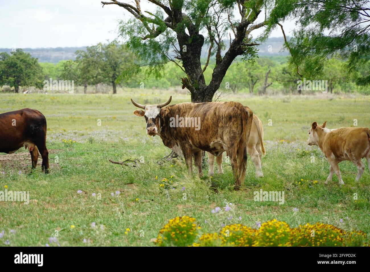 Grazing cattle near Menard, Texas Stock Photo Alamy
