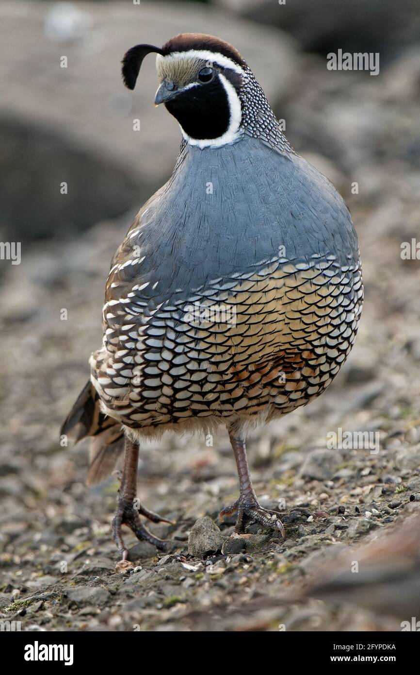 Vertical shot of a cute California quail Stock Photo - Alamy