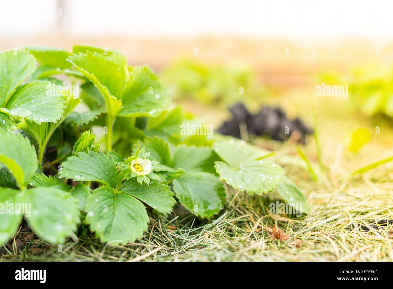 Green strawberry bush with blooming flower in the home garden Stock ...