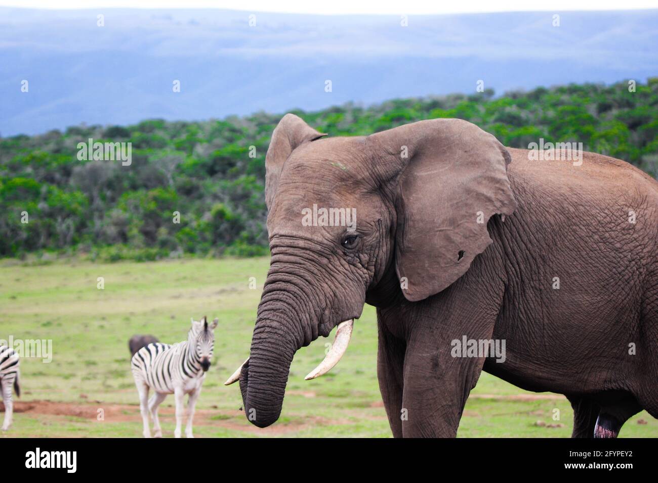 African Elephants in South Africa, Elephants of South Africa Stock Photo