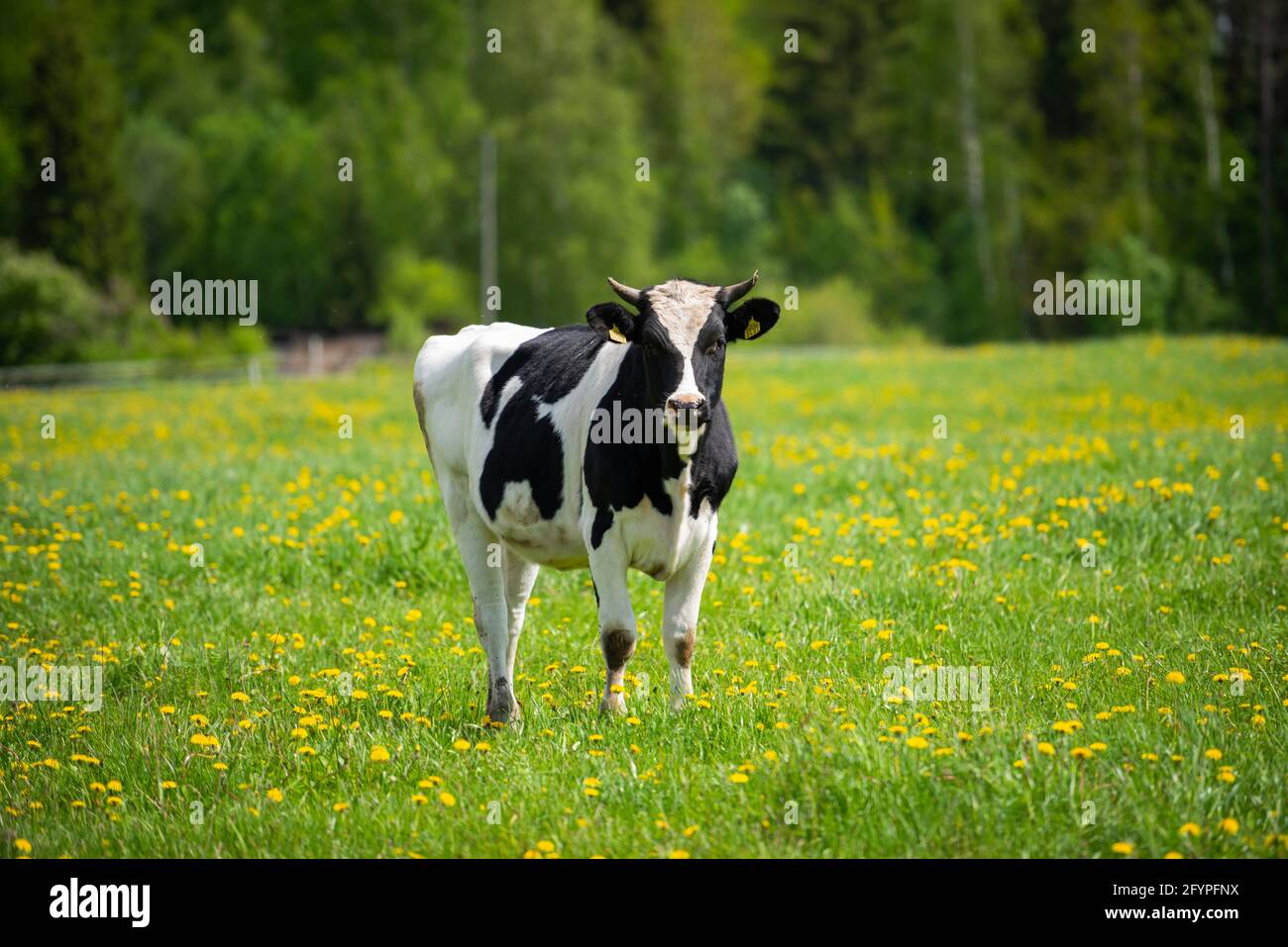White cow with black spots grazing in the meadow, green with yellow ...