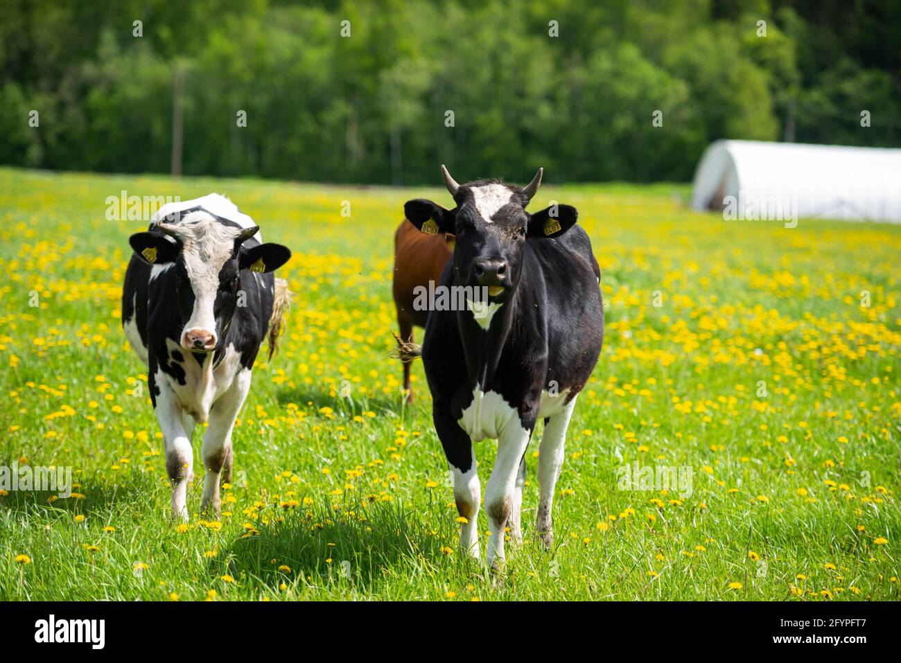 Meadow full of dandelions with grazing cows Stock Photo