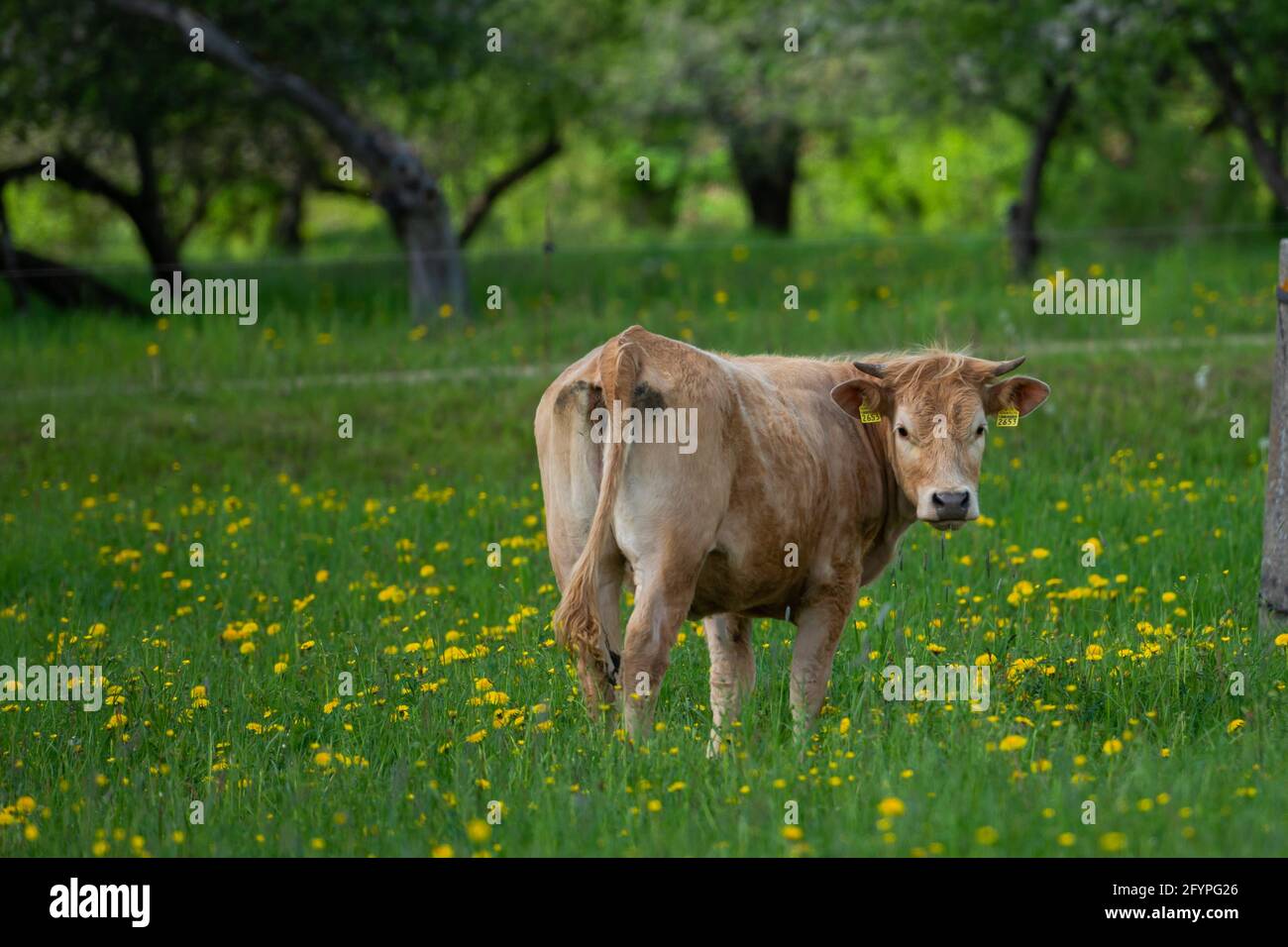brown beef cow grazes in a dandelion meadow. The cow looks directly into the camera. Stock Photo