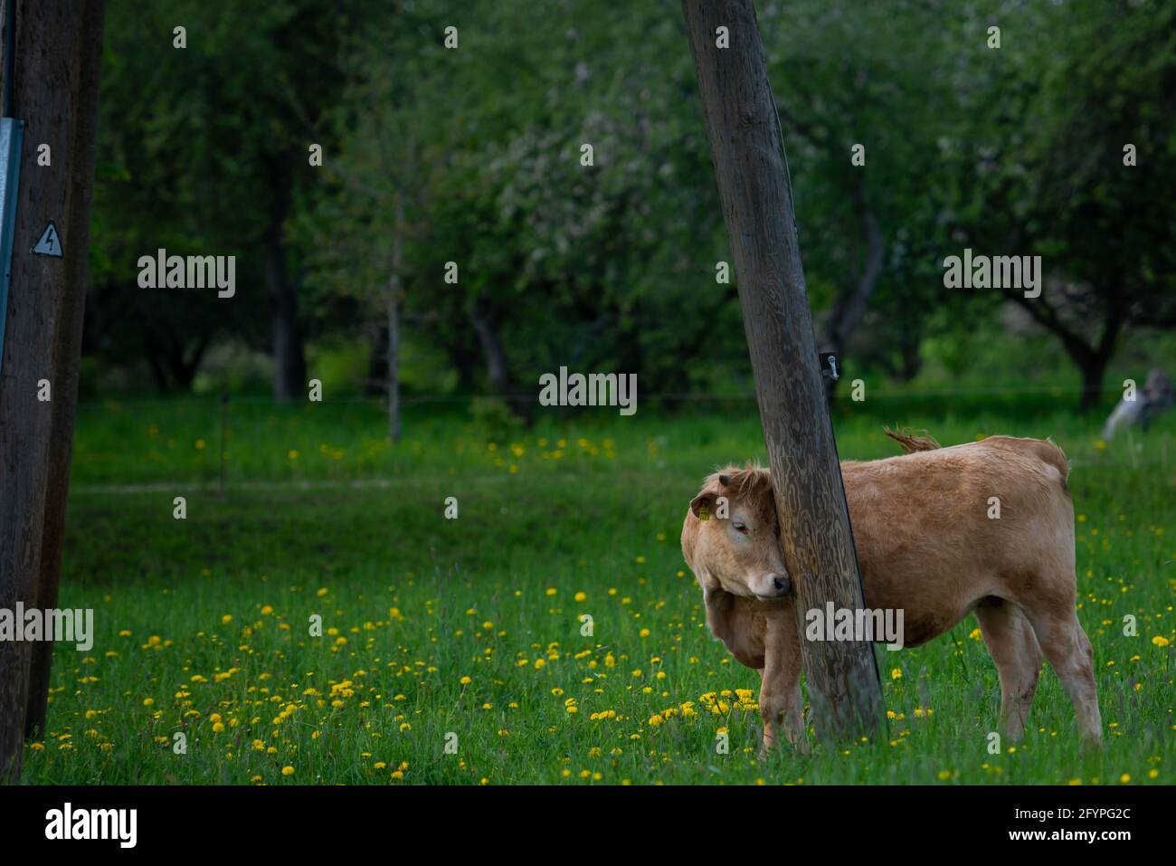 brown beef cow grazes in a dandelion meadow by digging its back against a wooden electricity pole. Stock Photo