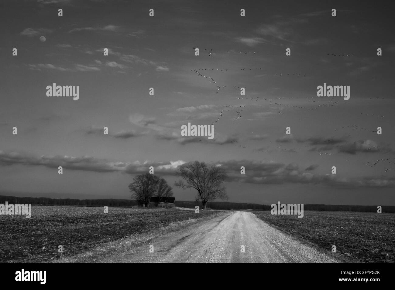 Geese fly above a dirt road which winds past an aging barn in the