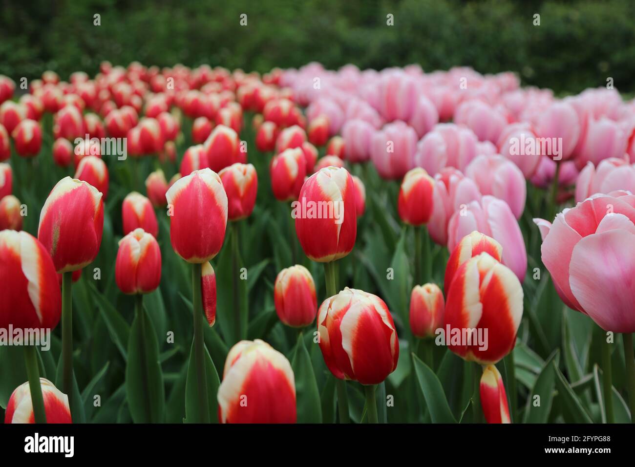 The tulips of the Keukenhof park Holland Stock Photo - Alamy