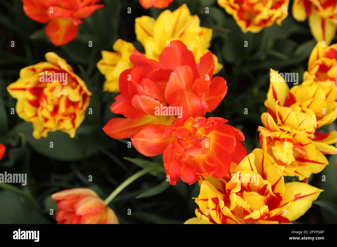 The tulips of the Keukenhof park Holland Stock Photo - Alamy