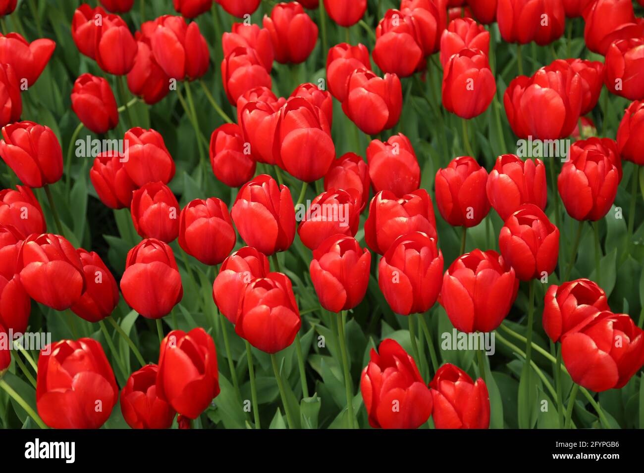 The tulips of the Keukenhof park Holland Stock Photo - Alamy