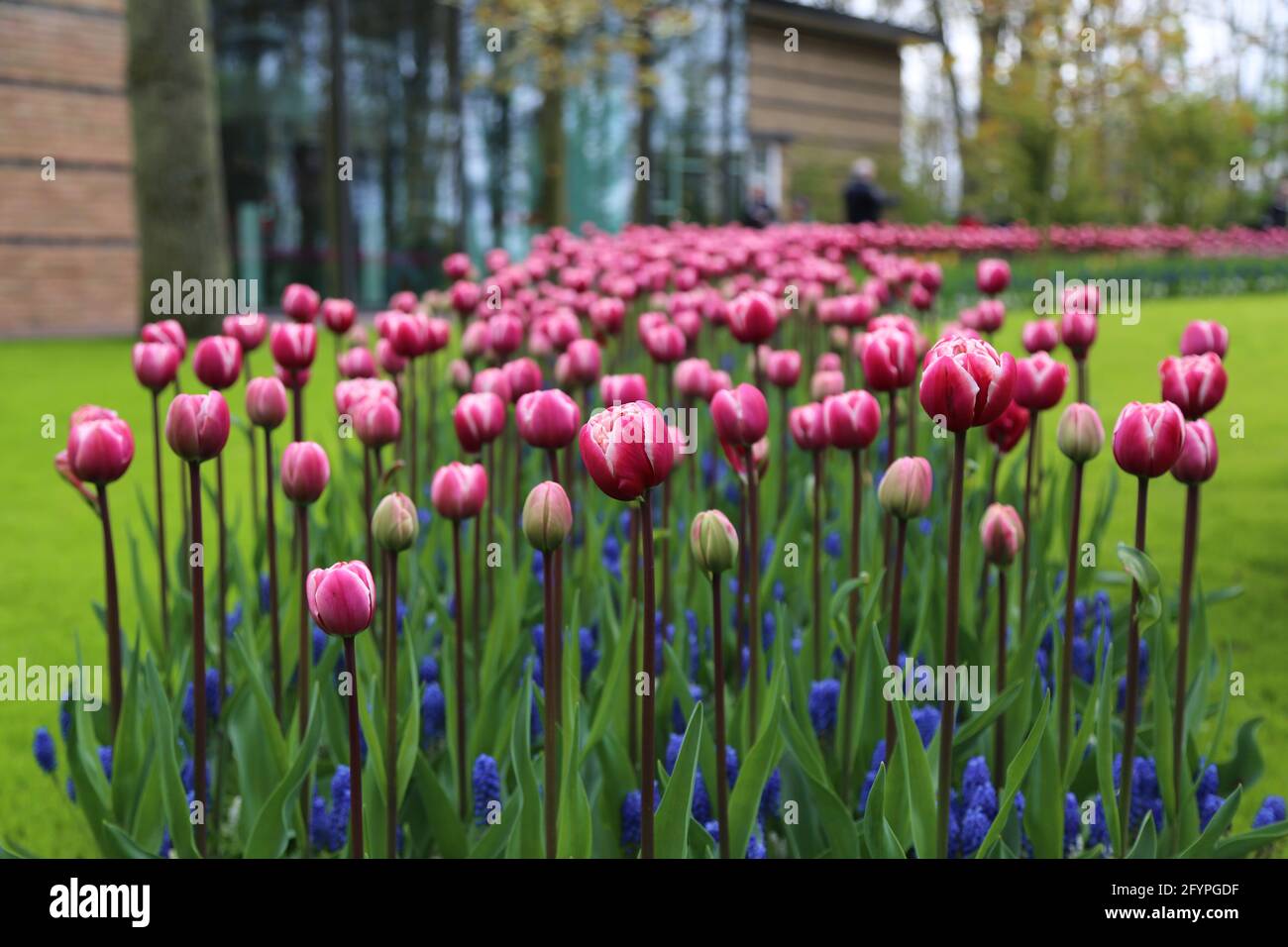 The tulips of the Keukenhof park Holland Stock Photo - Alamy
