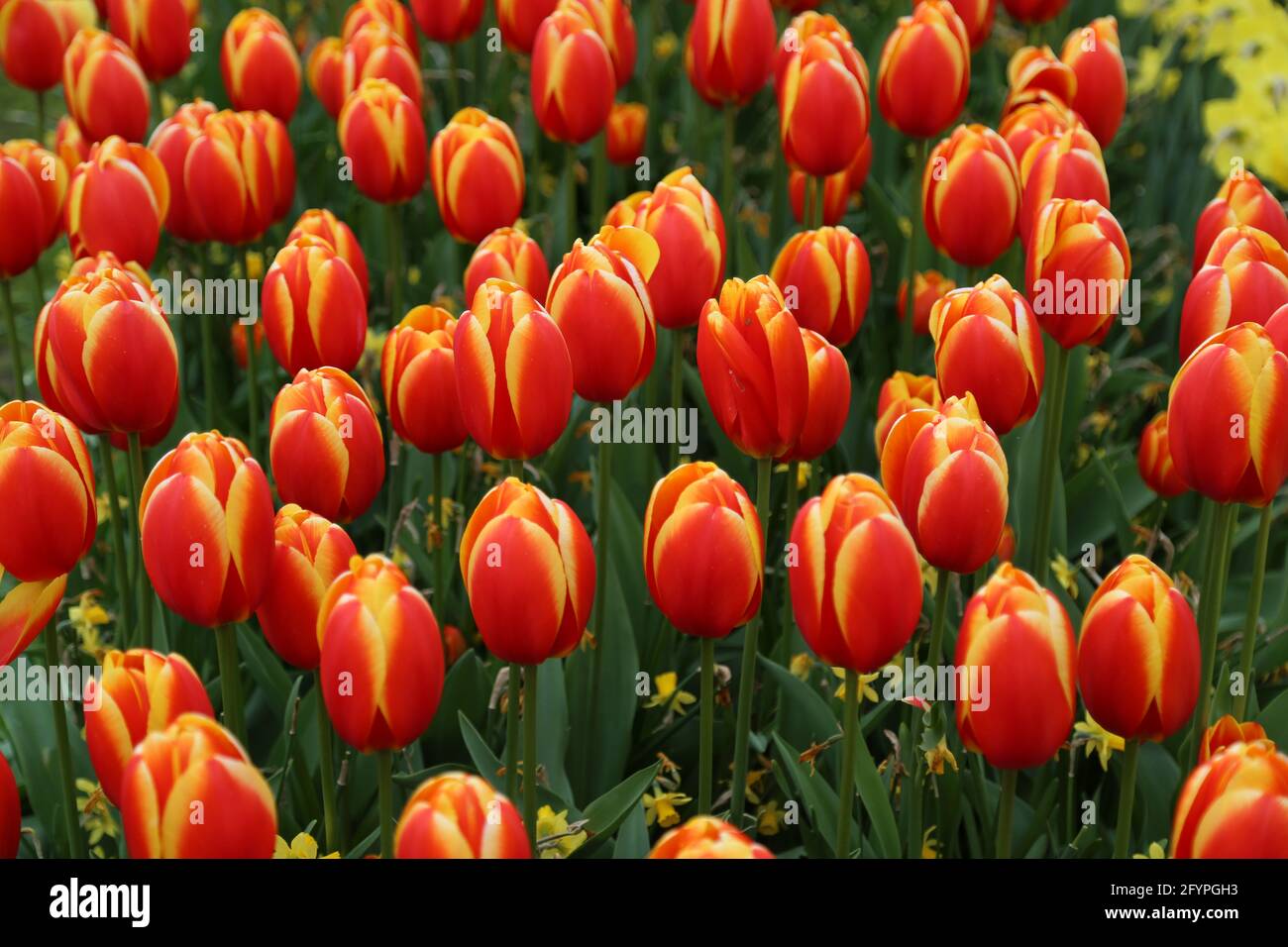 The tulips of the Keukenhof park Holland Stock Photo - Alamy