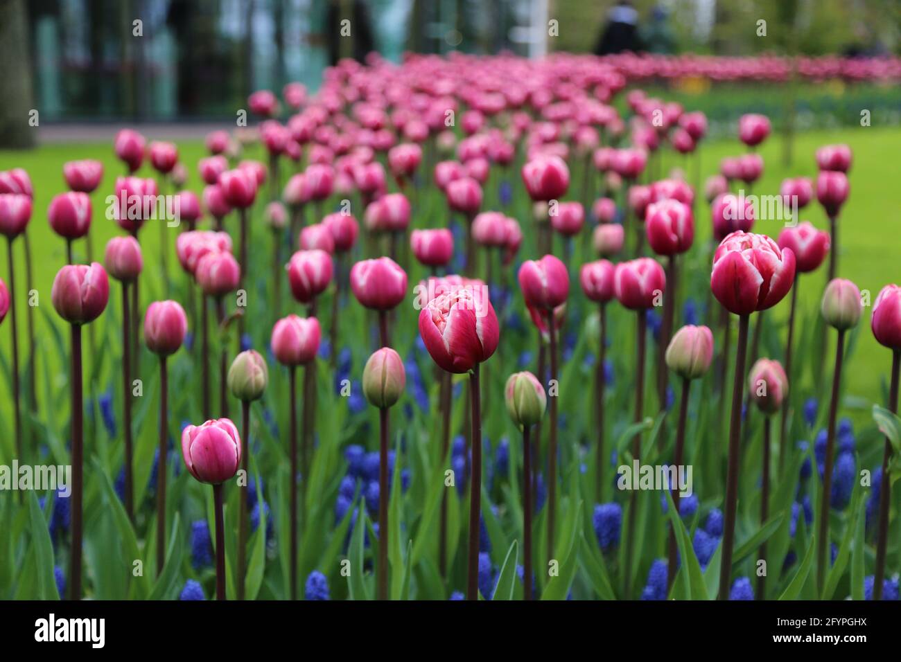 The tulips of the Keukenhof park Holland Stock Photo - Alamy