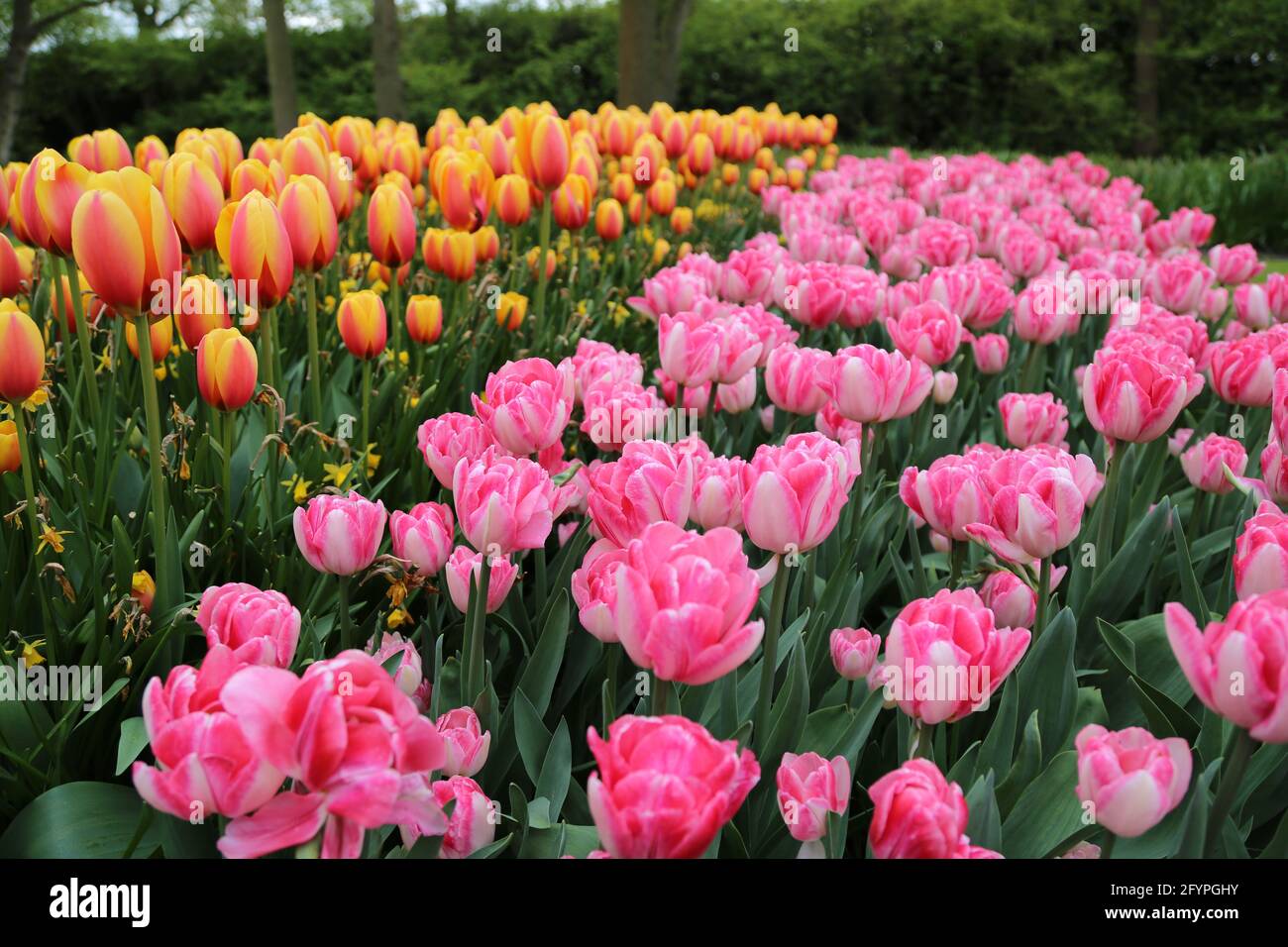 The tulips of the Keukenhof park Holland Stock Photo - Alamy