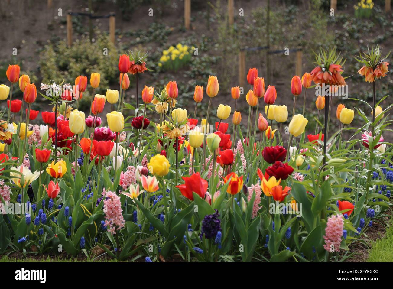 The tulips of the Keukenhof park Holland Stock Photo - Alamy