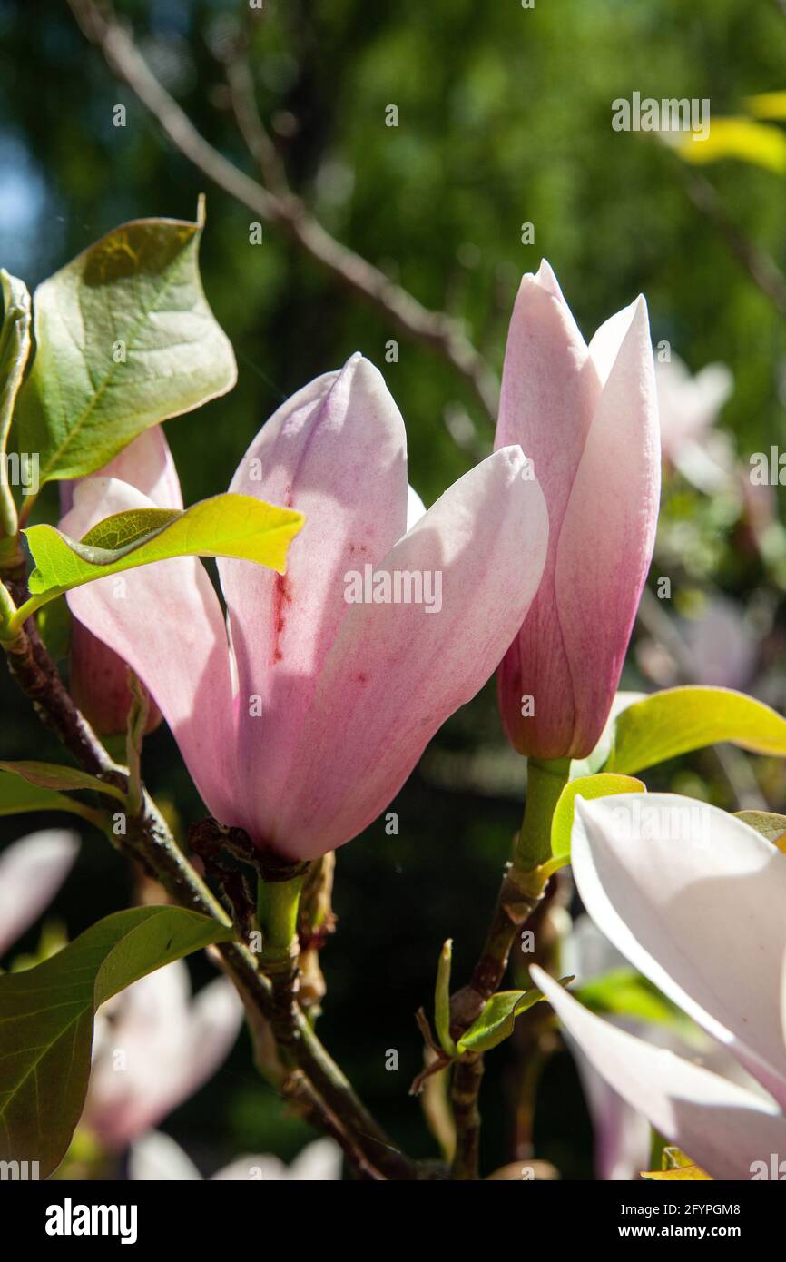 Magnolia flower bloom Stock Photo Alamy