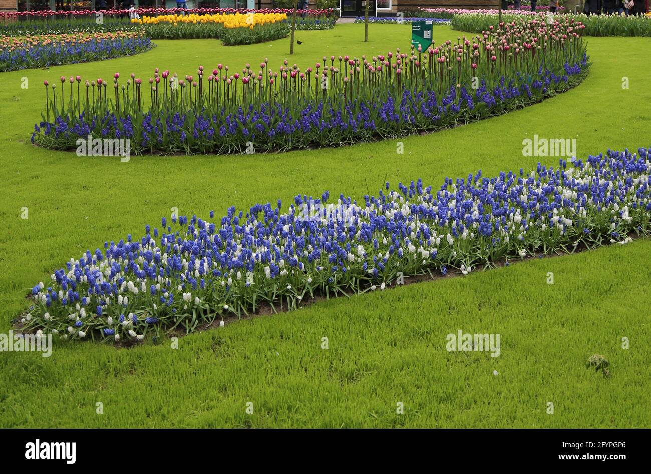 The tulips of the Keukenhof park Holland Stock Photo - Alamy