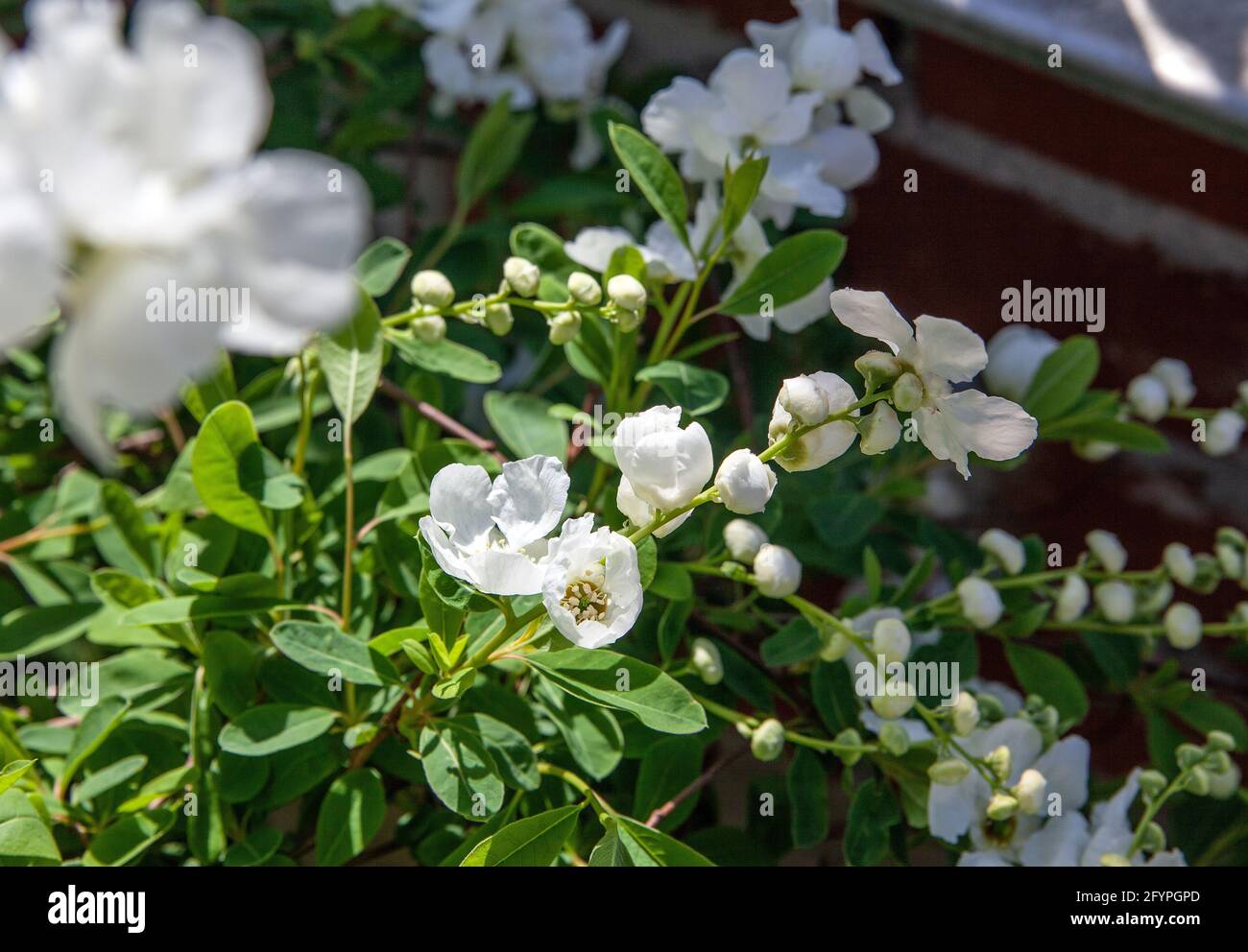 Exochorda racemosa flowers in Spring Stock Photo