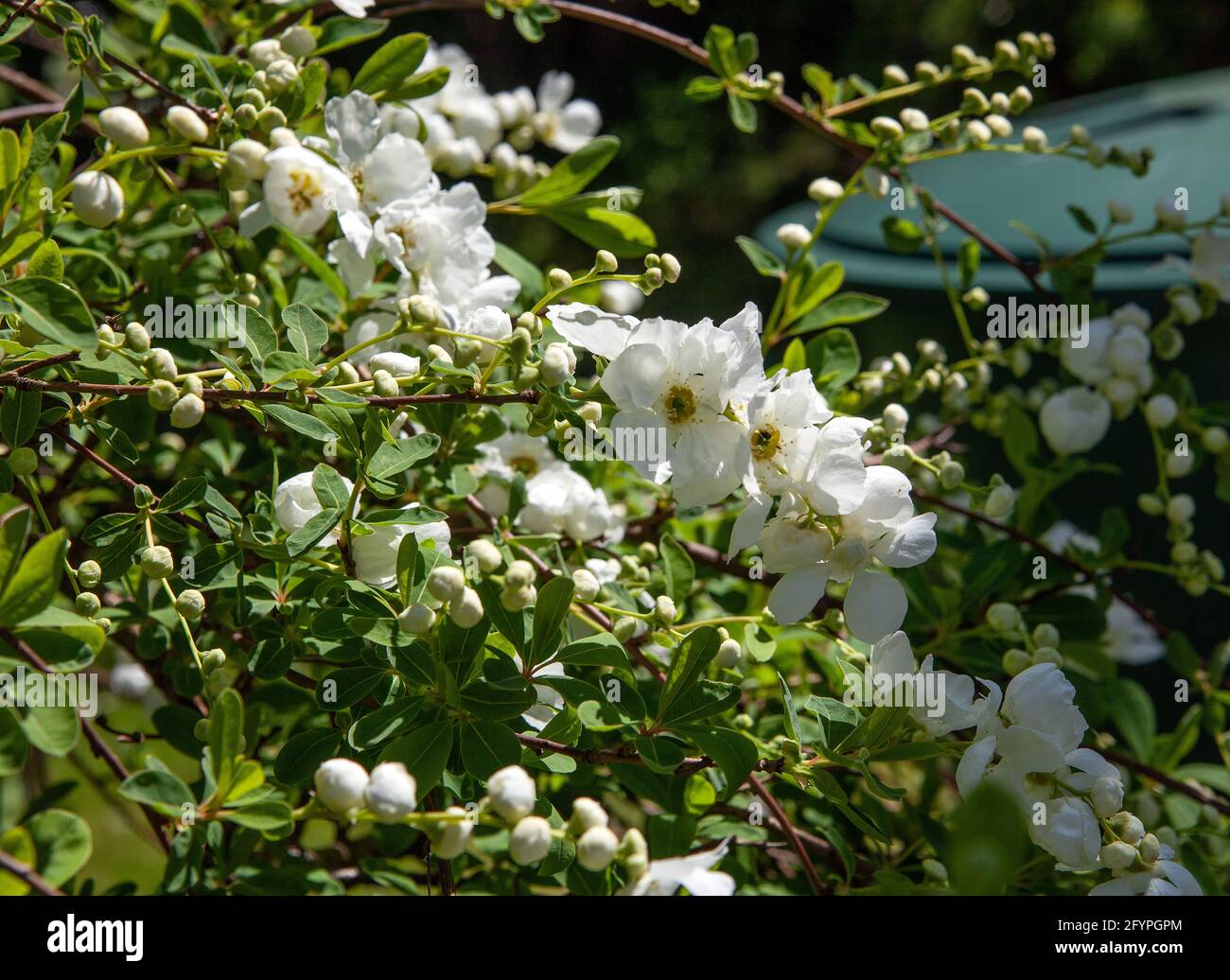 Exochorda racemosa flowers in Spring Stock Photo
