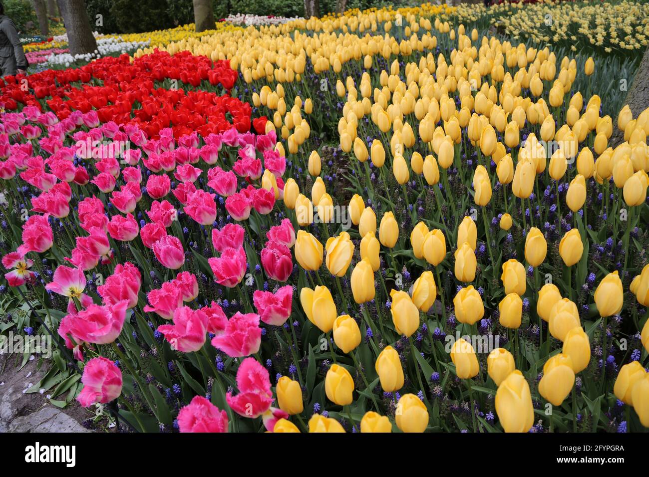 The tulips of the Keukenhof park Holland Stock Photo - Alamy