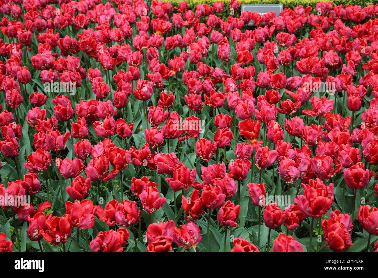 The tulips of the Keukenhof park Holland Stock Photo - Alamy