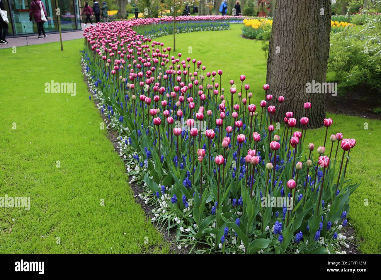 The tulips of the Keukenhof park Holland Stock Photo - Alamy