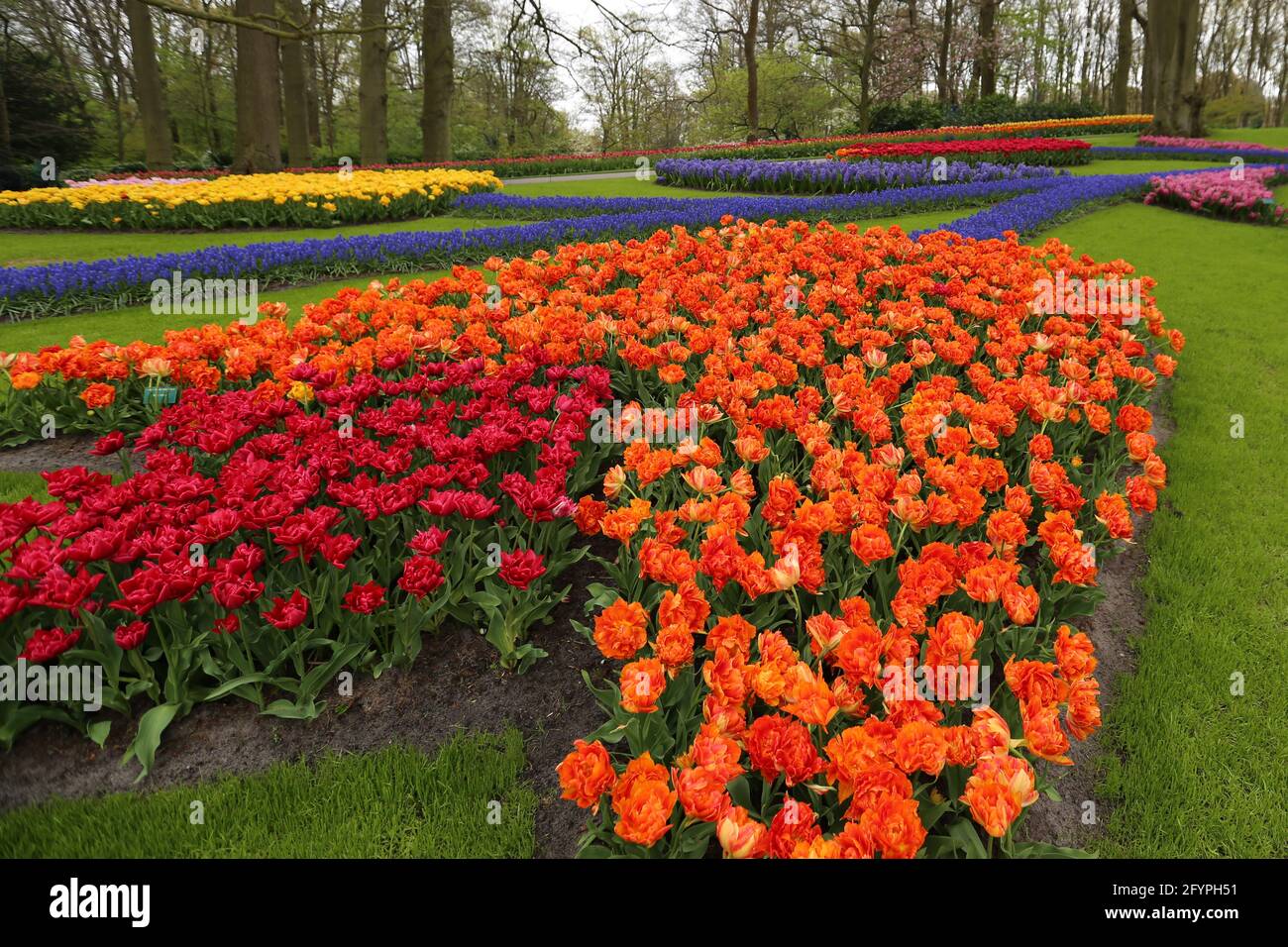 The tulips of the Keukenhof park Holland Stock Photo - Alamy