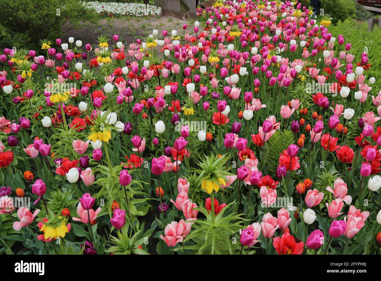 The tulips of the Keukenhof park Holland Stock Photo - Alamy