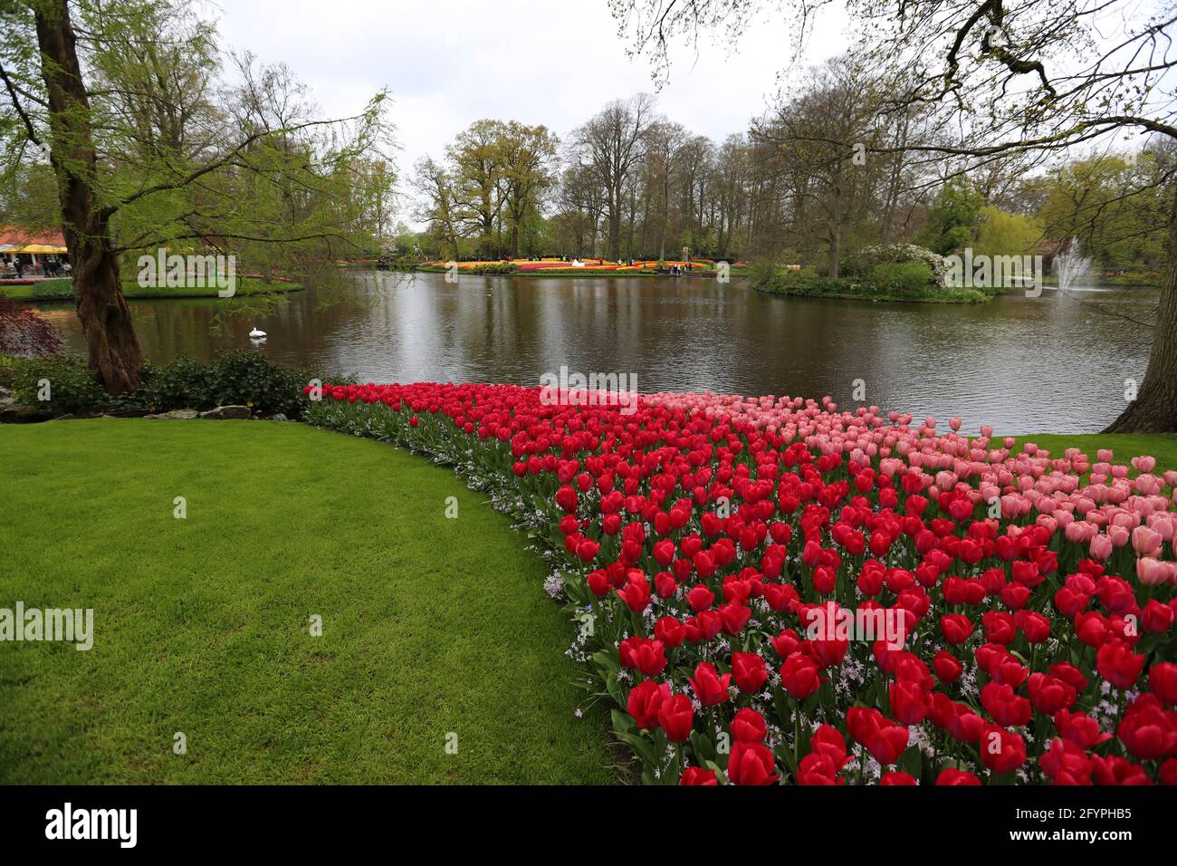 The tulips of the Keukenhof park Holland Stock Photo - Alamy