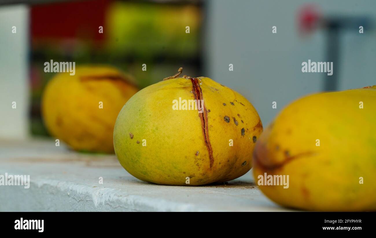 Selective focus, Three Medicinal Bael fruits of Indian Subcontinent. Summer season fruits in India. Stock Photo