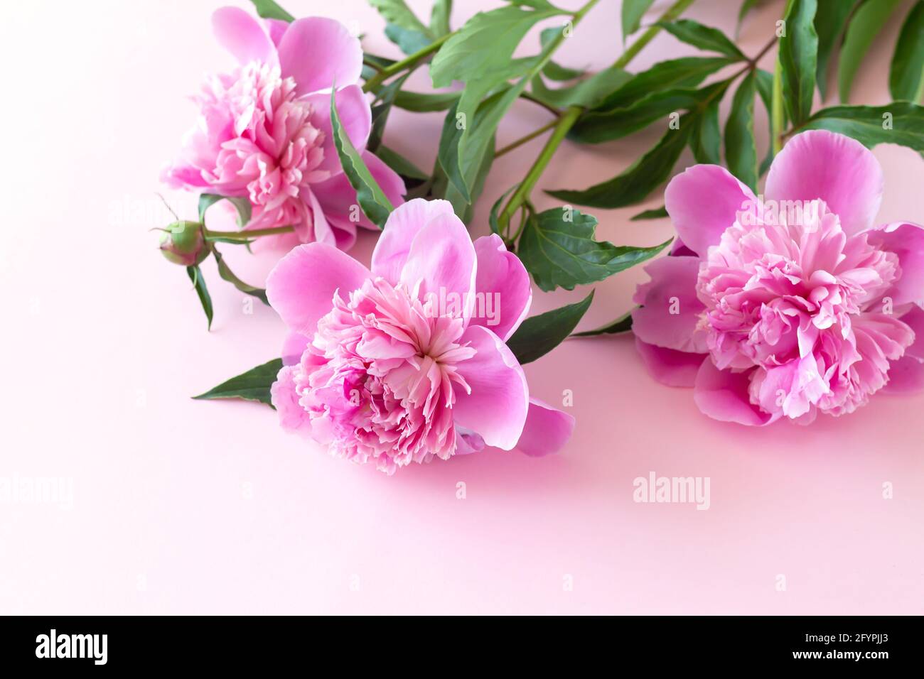 Three beautiful pink peony flowers on light pink table with copy space Stock Photo