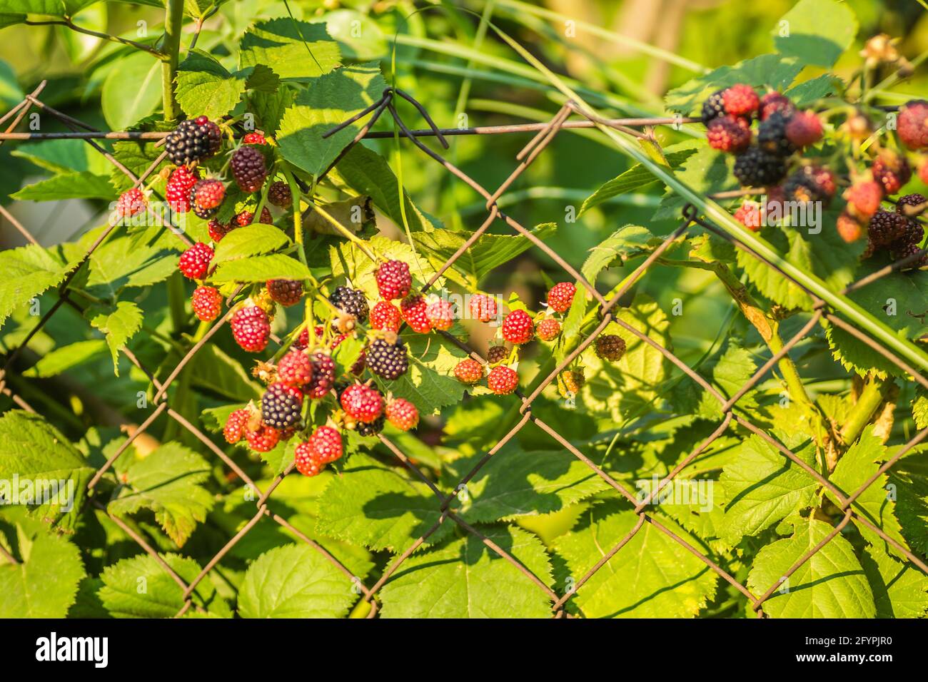 The fruits of blackberries on a wire woven fence Stock Photo Alamy