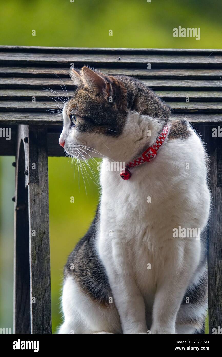 Tabby Kitten Collar - Red