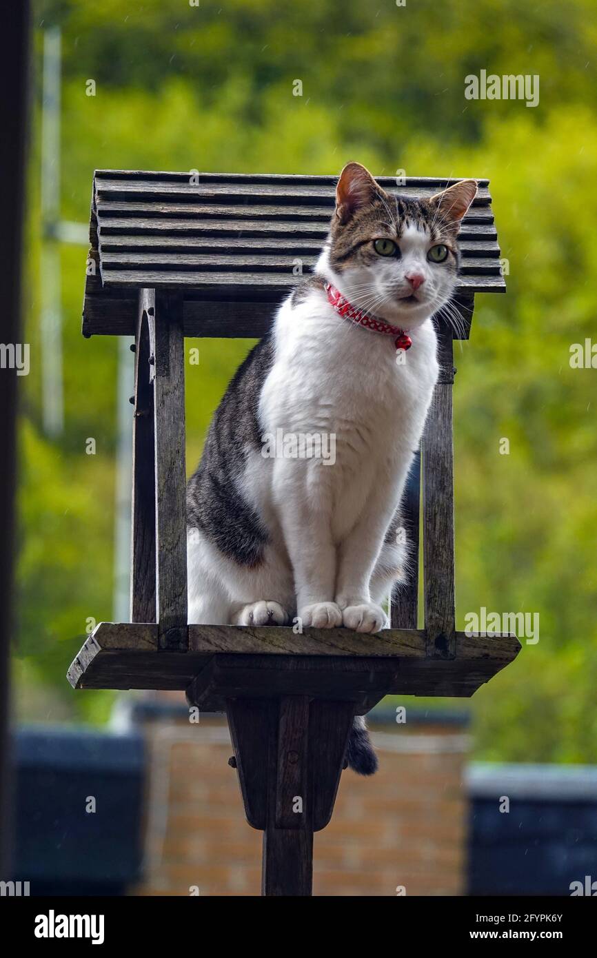 Close-up photograph of a tabby and white cat kitten with red collar and sitting in birdhouse and bell looking intently Stock Photo