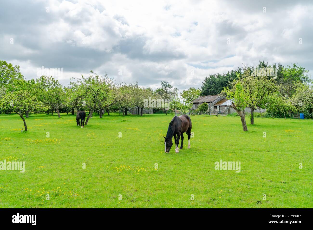 English countryside horses hi-res stock photography and images - Alamy